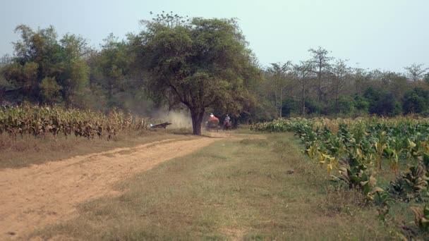 Petani mengendarai gerobak sapi membawa daun tembakau yang dipanen di jalan tanah berdebu melalui ladang tembakau — Stok Video