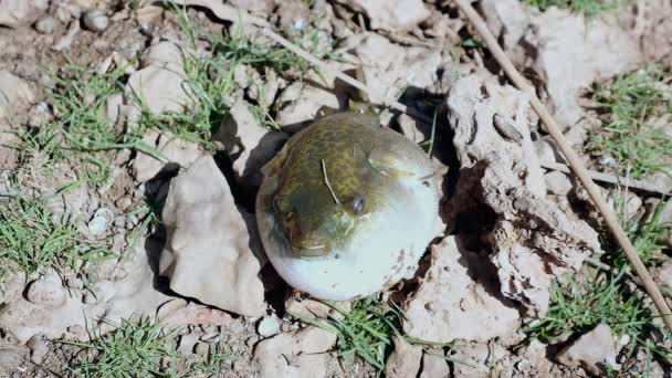 Opgeblazen blowfish gevangen uit de rivier — Stockvideo