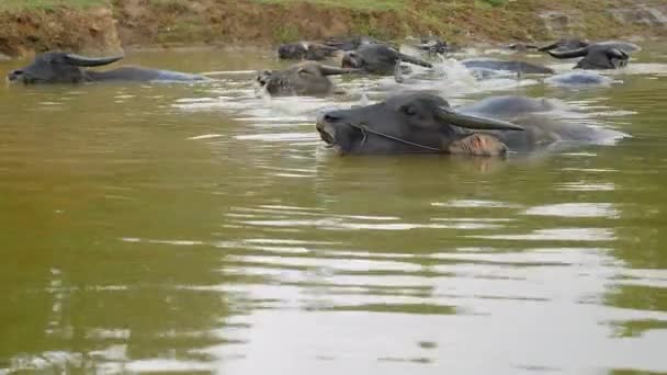 Водяні буйволи у воді під час ванни (закрити  ) — стокове відео