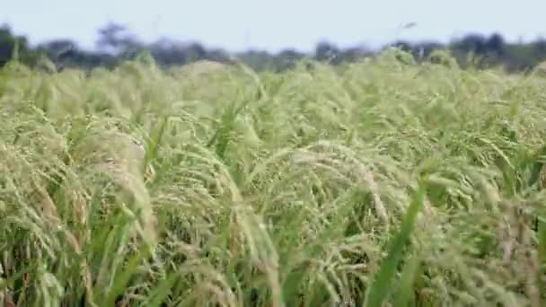 Oreilles de riz se balançant dans le vent fort (gros plan )