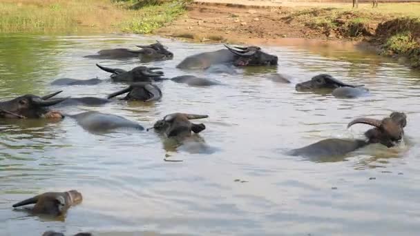 入浴時間中に水中の水牛 — ストック動画