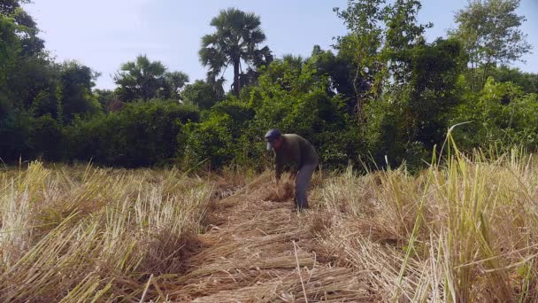 Agricoltore impacchettare paglie di riso in un covone nel campo — Video Stock