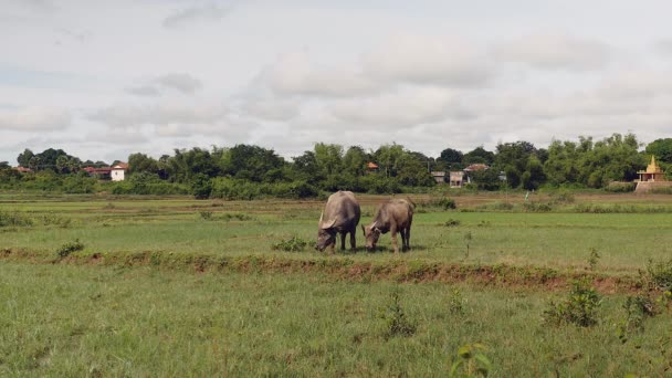 Waterbuffels vastgebonden met touw grazen in een veld — Stockvideo