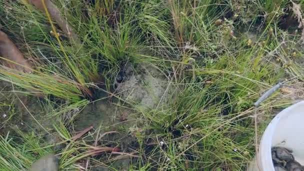 Cazador de cangrejos excavando en el suelo del campo de arroz y atrapando cangrejos de barro — Vídeo de stock