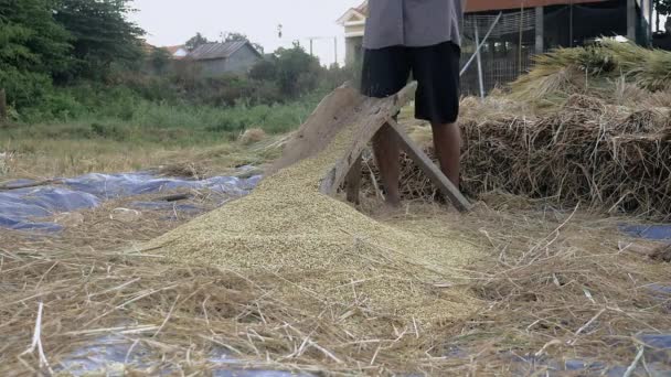 Bauer schlägt Strohhalme von Hand auf eine geschlitzte Holzplattform, um das Getreide von der Rispe zu trennen — Stockvideo