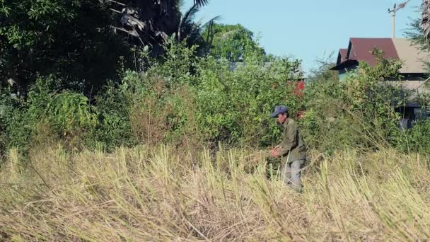 Granjero agrupando paja de arroz en una gavilla en el campo — Vídeos de Stock