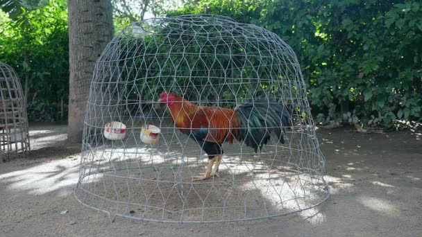 Fechar em um galo na gaiola de arame em um quintal — Vídeo de Stock