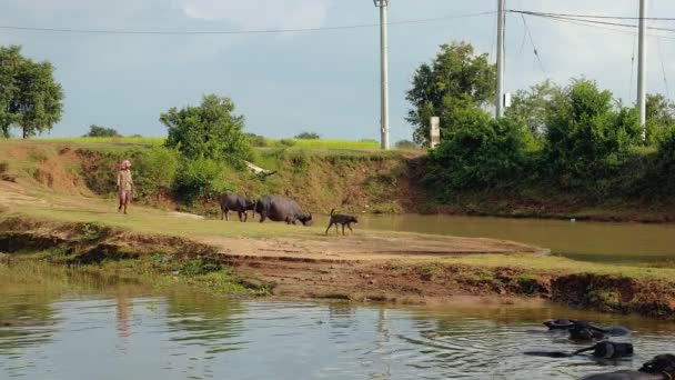 Agricultor tomando búfalos de agua para tomar un baño en un estanque — Vídeos de Stock