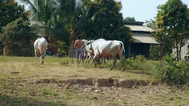 Boer leidende kudde witte koeien lopen naar het dorp na bad tijd — Stockvideo