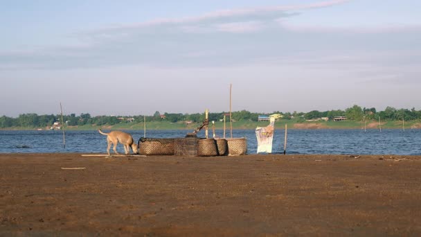 Cane selvatico sta camminando intorno cesti di bambù utilizzati per le attività di pesca sulla riva del fiume in una giornata ventosa . — Video Stock