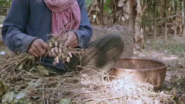 Fermier stând cu picioarele încrucișate pe terenul unei grădini și trăgând alune de pe plantele recoltate — Videoclip de stoc