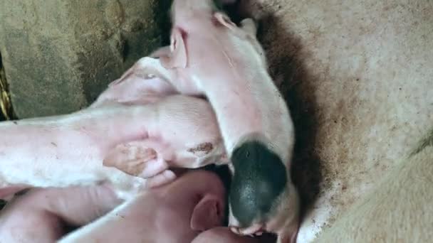 Lechones recién nacidos agarrando los pezones de la cerda y luchando para succionar la leche de su madre — Vídeos de Stock