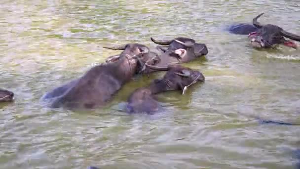 Búfalos de agua en el agua durante el baño — Vídeos de Stock