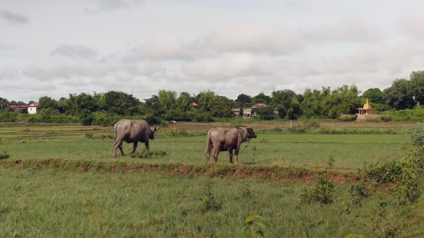 Water buffaloes tied up with rope grazing in a field — Stock Video