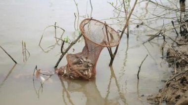 Fisher suda sırılsıklam bir kafes ağı içinde taze yakalanmış balıklar tutmak