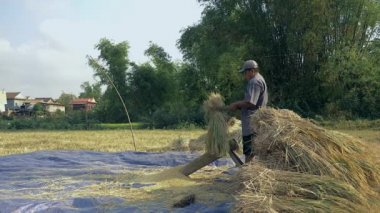 Bir oluklu ahşap platformda elle Uçan kuştan dayak çiftçi salkım tahıl ayırmak için