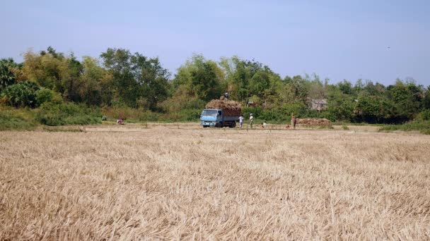 Vista à distância dos agricultores que carregam feixes de feno do campo de arroz em um caminhão de coleta — Vídeo de Stock