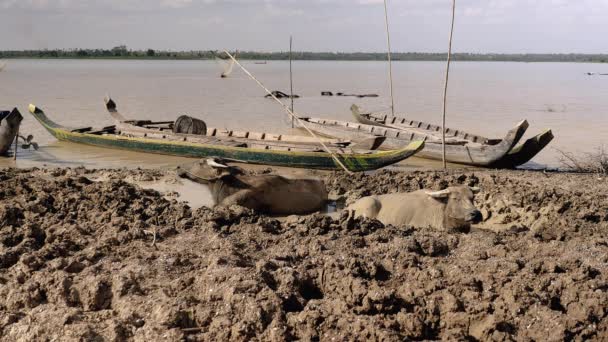 Wasserbüffel liegen in seichtem Schlamm — Stockvideo