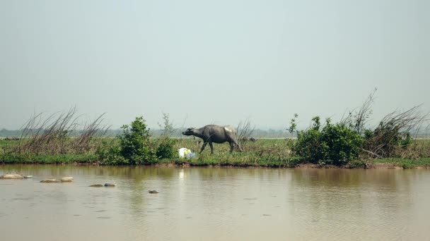 Waterbuffel lopen door een meer na een modderbad — Stockvideo
