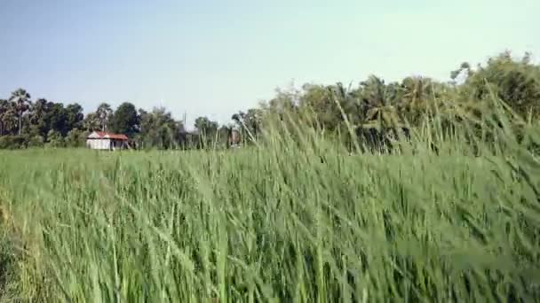 Yer seviyesindeki görünümü açık gökyüzü altında rüzgarda üfleme yeşil çeltik pirinç bitkiler üzerinde — Stok video