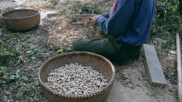 Agricultor sentado de pernas cruzadas no chão de um quintal e arrancando amendoins das plantas colhidas — Vídeo de Stock