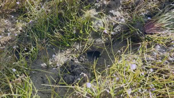 Nahaufnahme eines Krabbenjägers, der Schlammkrebse in Reisfelderde fängt — Stockvideo