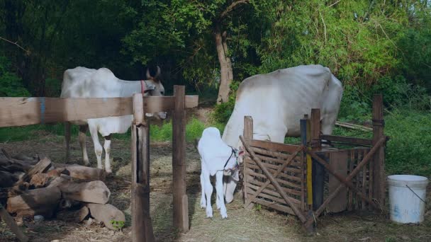 Skinny white cows with calf in a farmyard — Stock Video