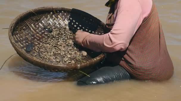 Жінка сортує молюски з бамбукового кошика і тримає їх у тканині Крама — стокове відео