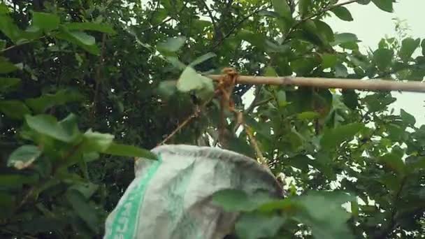 Attraper des fourmis d'arbre avec un sac d'entonnoir à main — Video