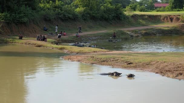 Kampong - Kamboçya - 03 - 06 - 2015: banyo sırasında suda bufalolar — Stok video