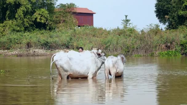 Jovem agricultor lavando rebanho de vacas brancas em uma lagoa — Vídeo de Stock