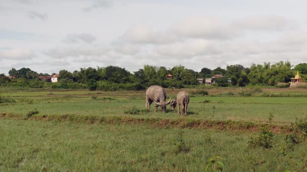 Water buffaloes tied up with rope grazing in a field — Stock Video