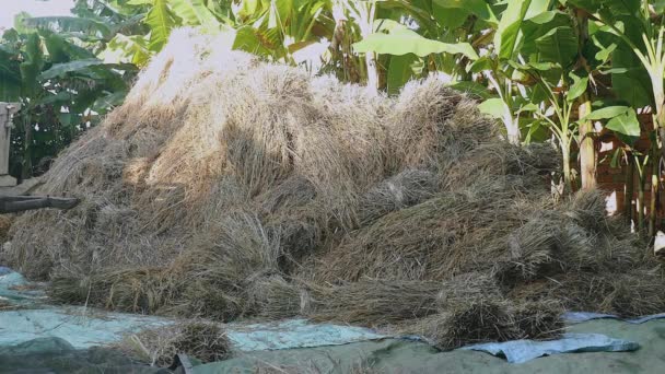 Granjero descargando paquetes de paja de arroz del carro de madera en una lona de tierra — Vídeo de stock