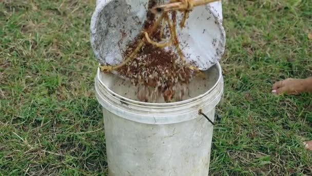 Tree ants caught and dropped into a plastic bucket — Stock Video