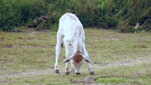 gros plan d'un veau blanc broutant dans un champ 