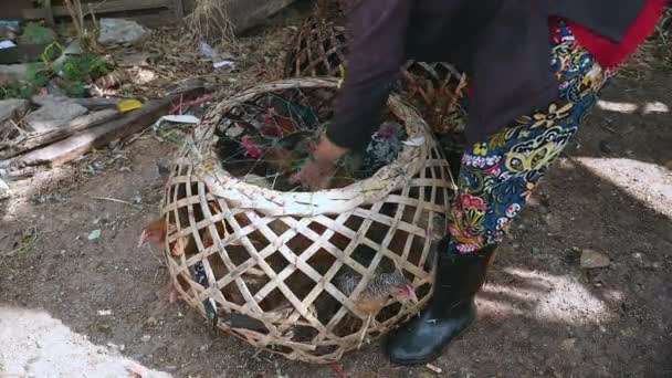 农夫杀害鸡为食物并且保存它在竹笼子里 — 图库视频影像