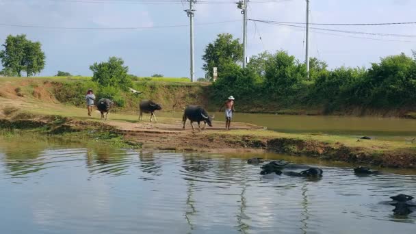 Agricultores tomando búfalos de agua para tomar un baño en un estanque — Vídeo de stock