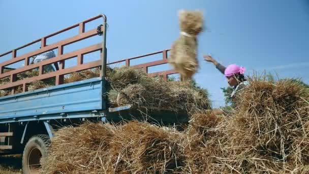 Agricultores cargando paquetes de heno del campo de arroz en una camioneta — Vídeos de Stock