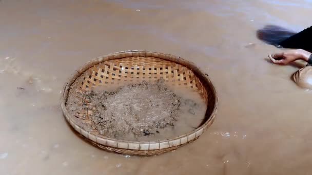Kampong Cambogia 22 01 2017; Donna che scava per le vongole nel fondo del fiume con un cesto di bambù immerso nell'acqua accanto a lei — Video Stock