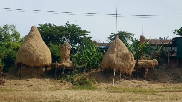 Pajar alto sobre pilotes en parcelas agrícolas — Vídeos de Stock