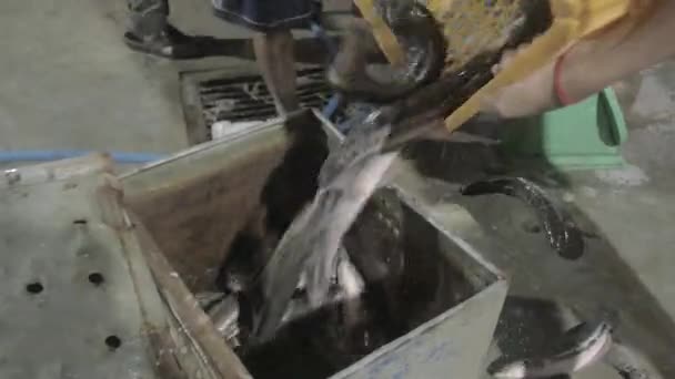 Transfert de poissons vivants de la caisse en plastique à la boîte de pêche en métal — Video
