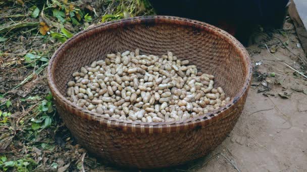 Gros plan sur des cacahuètes remplissant un panier en bambou — Video