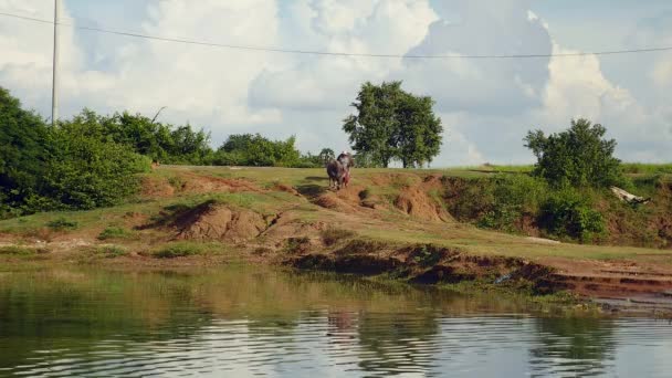 Bauer nimmt Wasserbüffel zum Baden in einen Teich — Stockvideo