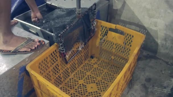 Overdracht van levende vissen van metalen visserij dozen te kunststofkratten met een hand net — Stockvideo