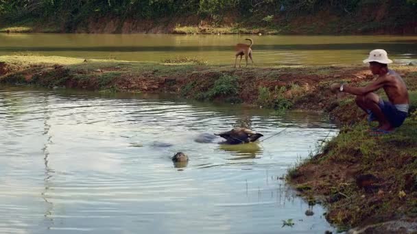 Agricultor segurando búfalos de água durante a hora do banho em uma lagoa — Vídeo de Stock