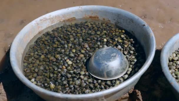 Primer plano en cuencas de acero llenas de almejas recién capturadas en el río — Vídeos de Stock