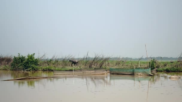 Buffalo d'acqua che cammina e galoppa vicino a un lago dopo un bagno di fango — Video Stock