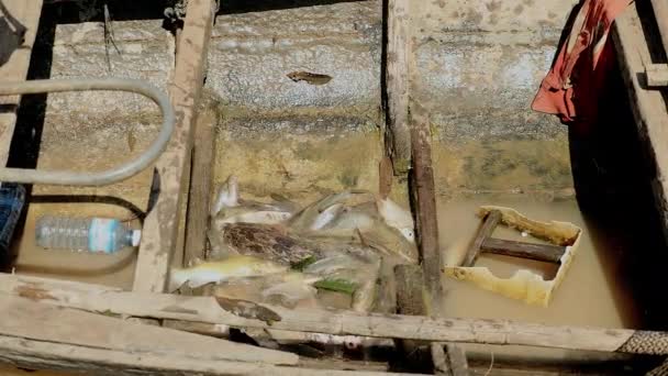 Pescador jogando sua captura de peixe em água enlameada segurar no fundo de uma canoa de madeira dugout — Vídeo de Stock