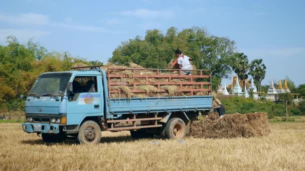 Agricultores cargando paquetes de heno del campo de arroz en una camioneta — Vídeo de stock