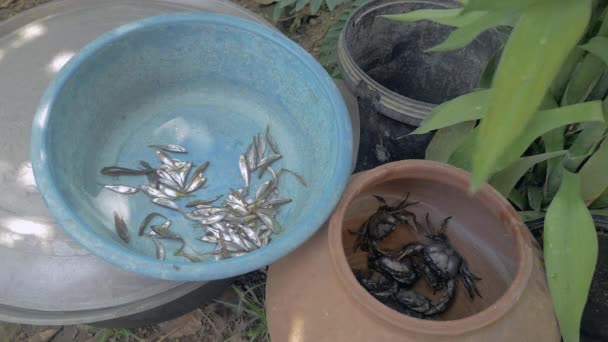 Pescado pequeño en un recipiente de plástico con cangrejos en una olla de arcilla — Vídeos de Stock